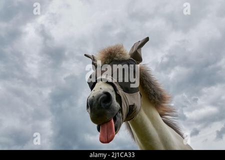 Hauspferd ( Equus caballus ) mit Augenschutz auch Fliegenschutzmaske, die rote Zunge hängt heraus, Deutschland. Stockfoto