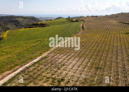 Luftaufnahme eines Weinbergs in der Nähe von Armageti, Region Pafos, Zypern. Stockfoto