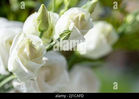 Ein Strauß weißer Rosen blüht in einem natürlichen Garten mit geringer Schärfentiefe. Stockfoto