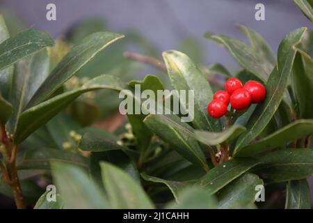 Verschwommener blauer Hintergrund mit einem Vordergrund von grünen und roten Pflanzen. Stockfoto