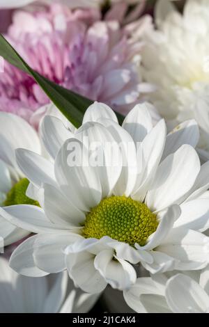 Eine blühende weiße Gerbera-Blume in einem natürlichen Garten mit geringer Schärfentiefe. Stockfoto