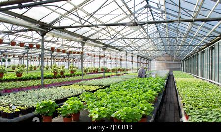 Moskau, Russland, Februar 2022: Im Gewächshaus: Eine riesige Anzahl von Setzlingen. Unter Geraniensprossen und anderen Blumen wählt eine Frau Stockfoto