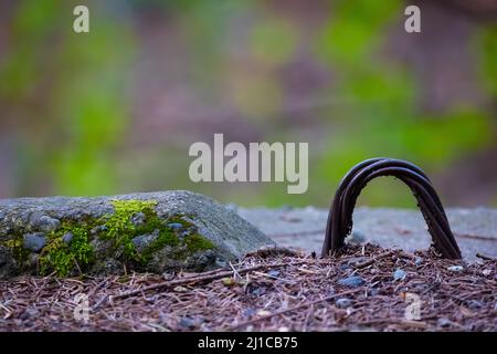 Zementblock mit Moos darauf. Metallschlaufe, die für die Bewegung von schweren Maschinen heraussteht. Stockfoto