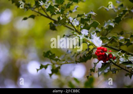 Wunderschöne rote Beeren, die vor grünem Hintergrund an einer Stachelpflanze befestigt sind. Stockfoto