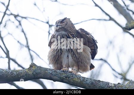 Eurasische Adlereule (Bubo bubo) floh am 2022. März aus Ormesby St. Margaret Norfolk GB UK Stockfoto