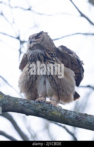 Eurasische Adlereule (Bubo bubo) floh am 2022. März aus Ormesby St. Margaret Norfolk GB UK Stockfoto