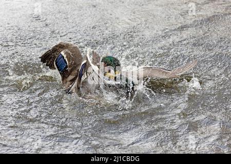 Mallard (Anas platyrhynchos) drakes fighting Reigate Surrey GB UK Februar 2022 Stockfoto