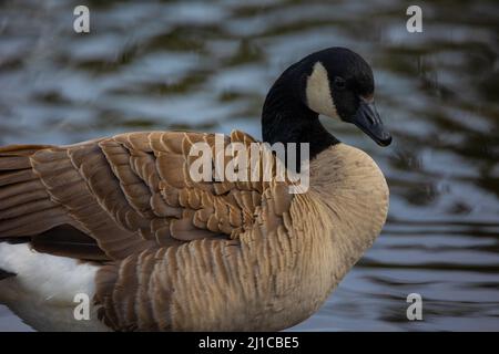 Gans schaut vor wässrigem Hintergrund auf die Kamera. Stockfoto