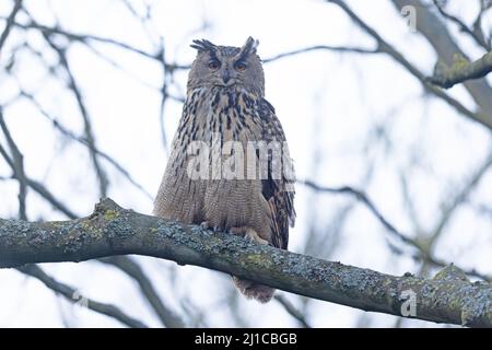 Eurasische Adlereule (Bubo bubo) floh am 2022. März aus Ormesby St. Margaret Norfolk GB UK Stockfoto