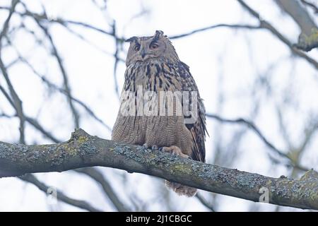 Eurasische Adlereule (Bubo bubo) floh am 2022. März aus Ormesby St. Margaret Norfolk GB UK Stockfoto