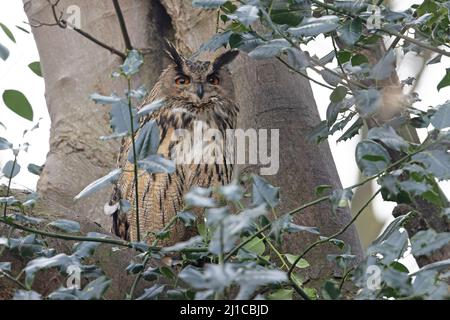 Eurasische Adlereule (Bubo bubo) floh am 2022. März aus Ormesby St. Margaret Norfolk GB UK Stockfoto