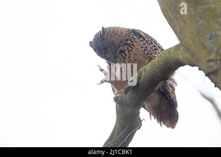 Eurasische Adlereule (Bubo bubo) floh am 2022. März aus Ormesby St. Margaret Norfolk GB UK Stockfoto