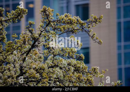 Ein grün-weißer und gelber Baum mit schönen Blumen vor einem Stadthintergrund. Stockfoto