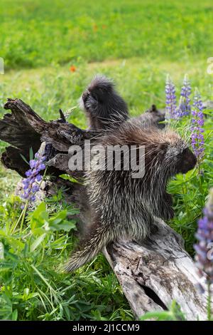 Stachelschweine (Erethizon dorsatum) und Stachelschweine sitzen auf dem Holzsommer - Gefangene Tiere Stockfoto