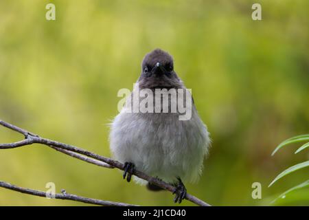 Gemeiner Bulbul (Pycnonotus barbatus) Ein gewöhnlicher Bulbul Isolat auf einem natürlichen blassgrünen Hintergrund Stockfoto