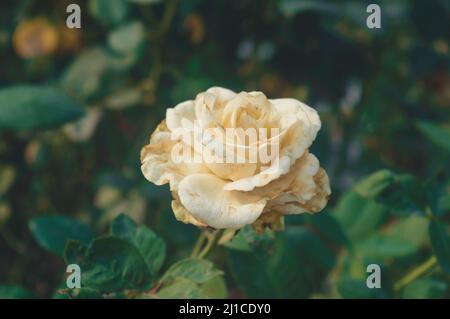 Eine gelbe Rosenblüte im Sonnenlicht auf isoliertem grünem Laubhintergrund auf einem Garten. Stockfoto