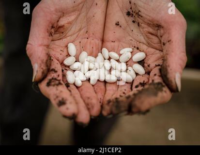 Eine Gärtnerin, die walisische Erbsensamen in den Händen hält Stockfoto