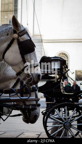 Pferde in Wien. Eine Pferdekutsche, die auf die Passagiere wartet. Der dunkle Wagen befindet sich im Hintergrund. Stockfoto