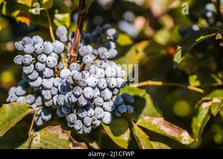 Holly Golden King - lateinischer Name - Ilex × meserveae Blauer Engel Stockfoto