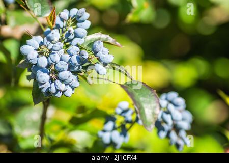 Holly Golden King - lateinischer Name - Ilex × meserveae Blauer Engel Stockfoto