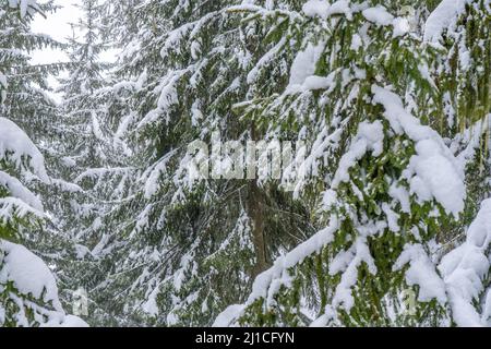 Große Fichten im Winterwald bedeckt mit viel Schnee. Hochwertige Fotos Stockfoto