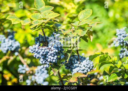 Holly Golden King - lateinischer Name - Ilex × meserveae Blauer Engel Stockfoto