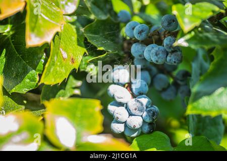 Holly Golden King - lateinischer Name - Ilex × meserveae Blauer Engel Stockfoto