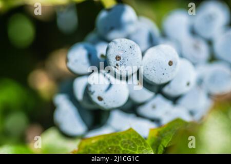 Holly Golden King - lateinischer Name - Ilex × meserveae Blauer Engel Stockfoto