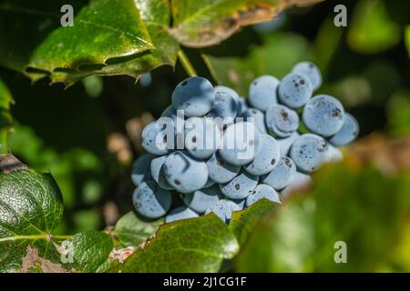 Holly Golden King - lateinischer Name - Ilex × meserveae Blauer Engel Stockfoto