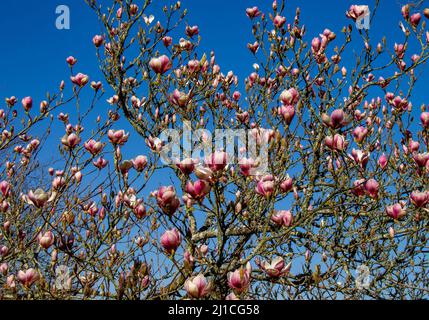 Magnolia soulangeana in voller Frühlingsblume Stockfoto