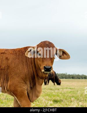 Braunes Kalb auf der Weide an einem bewölkten Tag, mit Blick auf die Kamera aus nächster Nähe. Rindervieh. Stockfoto