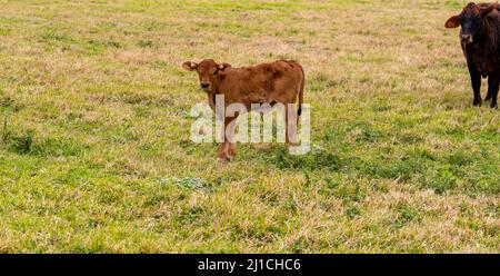 Sehr junges Kalb, mit sichtbarem Nabelkeuel und wachsamer Mutterkuh auf der Weide. Rindervieh. Stockfoto
