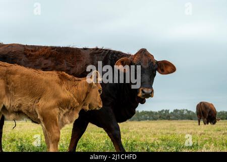 Kuh und Kalb im Profil an einem bewölkten Tag, zusammen auf einer Weide mit anderen Tieren. Rindervieh. Stockfoto