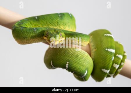 Corallus caninus - Grüne Schlange - schöne grüne Schlange. Gerollter Körper und Kopf im Profil. Foto auf weißem Hintergrund. Stockfoto