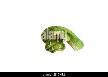 Corallus caninus - Grüne Schlange - schöne grüne Schlange. Gerollter Körper und Kopf im Profil. Foto auf weißem Hintergrund. Stockfoto