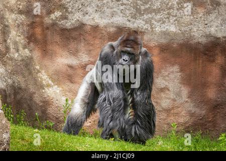 Gorilla - Porträt eines erwachsenen Mannes in der Wildnis. Stockfoto