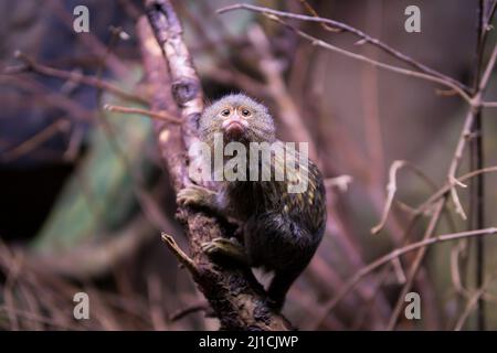 Ein selektiver Fokus eines kleinen niedlichen westlichen Zwergmurmelaffes (Cebuella pygmaea), der auf dem Baum kriecht Stockfoto