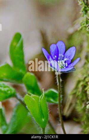 Eine blühende blaue Hepatica nobilis mit grünen Blättern im Wald im Frühjahr. Stockfoto