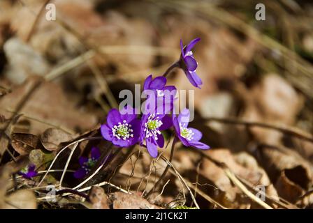 Gruppe der blühenden Hepatica nobilis wächst unter alten braunen Blättern im Wald im Frühjahr. Stockfoto