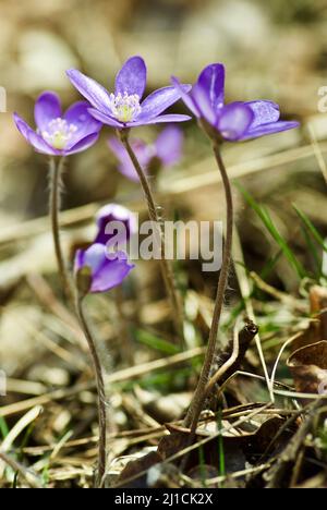 Gruppe blühender blauer Hepatica nobilis, die im Frühjahr unter alten braunen Blättern im Wald wächst. Stockfoto