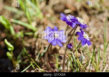 Gruppe blühender blauer Hepatica nobilis, die im Frühjahr unter alten braunen Blättern im Wald wächst. Stockfoto