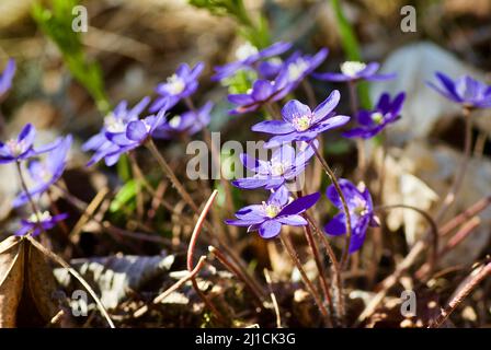 Gruppe blühender blauer Hepatica nobilis, die im Frühjahr unter alten braunen Blättern im Wald wächst. Stockfoto