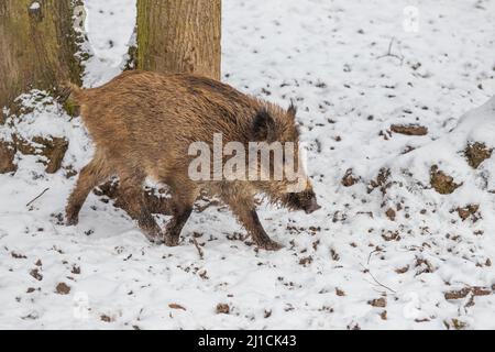 Wildschwein - Sus scrofa läuft in den Wäldern zwischen den Bäumen im Schnee. Stockfoto