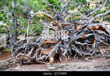 Das große Wurzelsystem wird enthüllt, nachdem der Sturm diesen großen Baum entwurzelt hatte. Verdrehte und knarrte Wurzeln trocknen und vergehen im Yellowstone National Park. Stockfoto