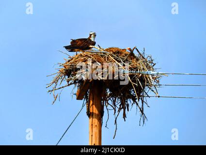 Fischadler sitzt auf ihrem Nest. Nest ist auf einem hohen Telefonmast aufgebaut. Blauer Himmel umgibt Nest und Vogel. Stockfoto