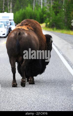 Bison geht mitten auf der Straße im Yellowstone National Park entlang. Der Verkehr wird gestoppt, wenn er auf der Überfahrt wartet. Stockfoto