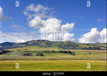 Große Bisonherde wird in der Ferne von diesem malerischen Blick auf die Berge und die Ebene von Yellowstone gesehen. Stockfoto