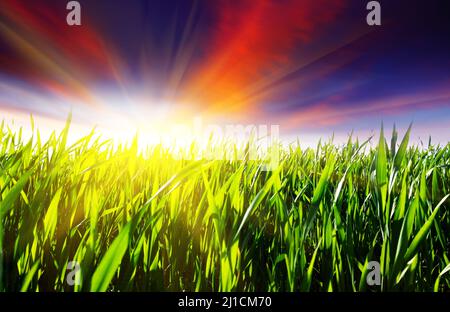 Schöner Sonnenuntergang über Feld mit grünem Gras Stockfoto