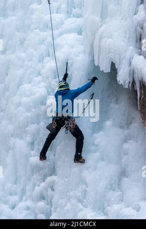 Ein Eiskletterer entfernt einen Eisschraubenanker, als er eine 160 m hohe Eiswand im Ouray Ice Park, Colorado, erklimmt, Stockfoto