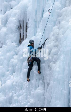 Ein Eiskletterer entfernt einen Eisschraubenanker, als er eine 160 m hohe Eiswand im Ouray Ice Park, Colorado, erklimmt, Stockfoto